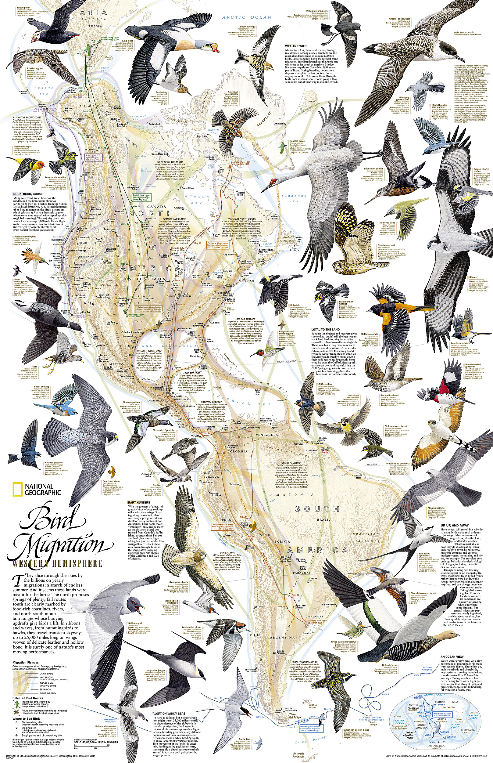 Collonel Bird Map Bird Migration, Western Hemisphere Map